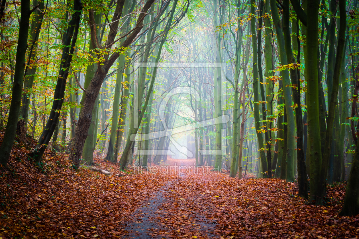 Bild-Nr.: 12689332 Spaziergang im Wald erstellt von Martin Wasilewski