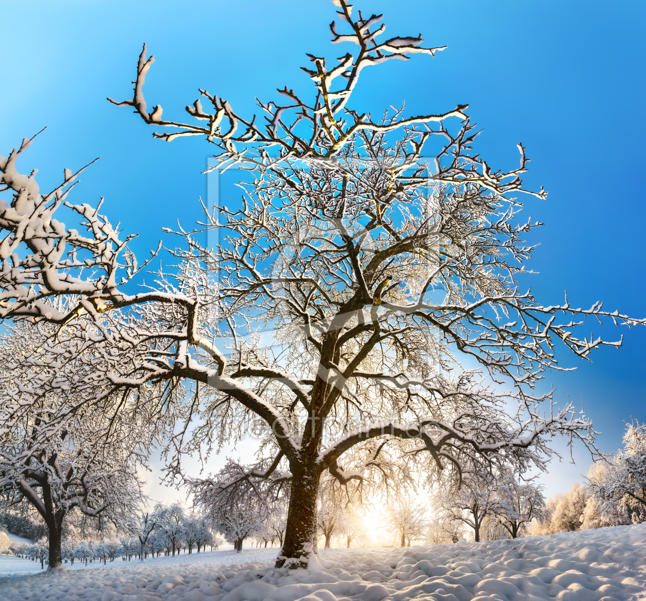 Bild-Nr.: 12690324 Schneebedeckter Baum auf winterlichem Feld erstellt von Smileus