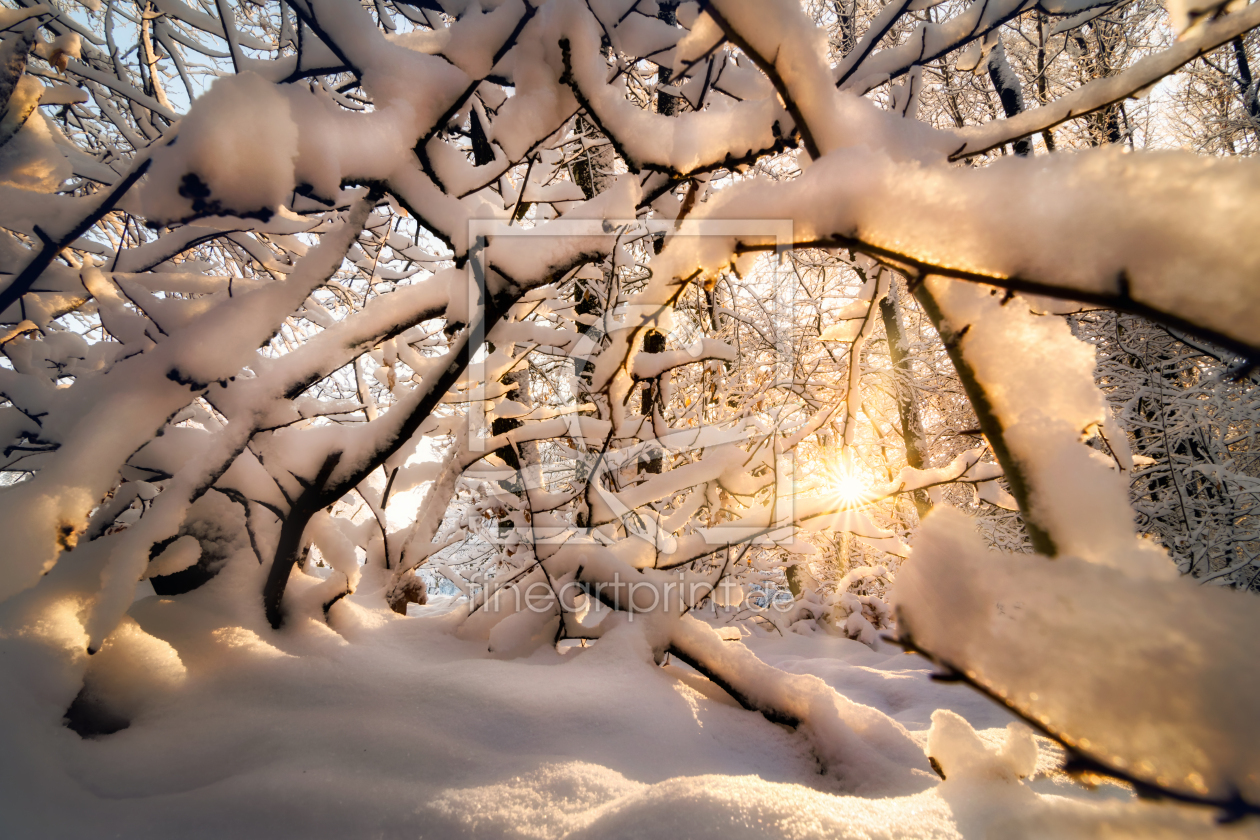 Bild-Nr.: 12690631 Morgensonne durchflutet schneebedeckte Zweige erstellt von Smileus