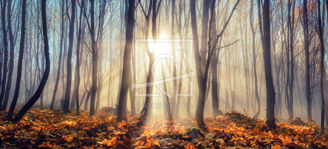 Bild-Nr.: 12690927 Sonne duchflutet Silhouetten von BÃ¤ume im Herbst erstellt von Smileus