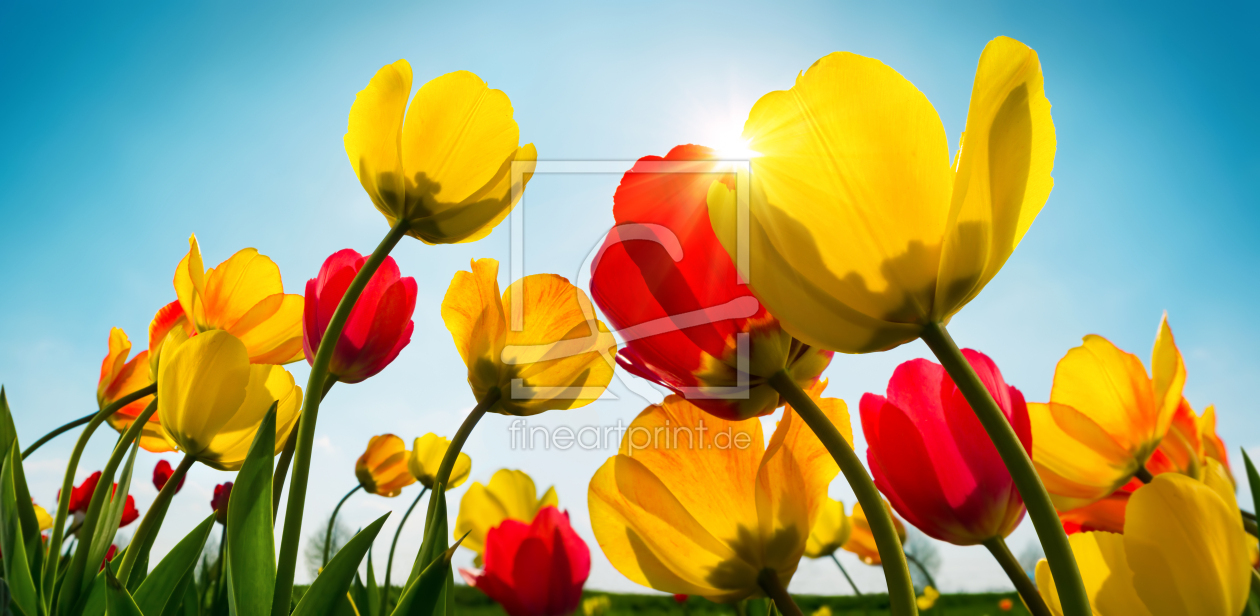 Bild-Nr.: 12691812 Rote und gelbe Tulpen auf blauer Himmel erstellt von Smileus