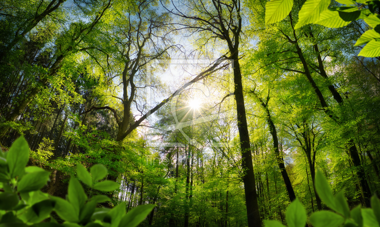 Bild-Nr.: 12698660 Grüner Wald Im Licht erstellt von Smileus