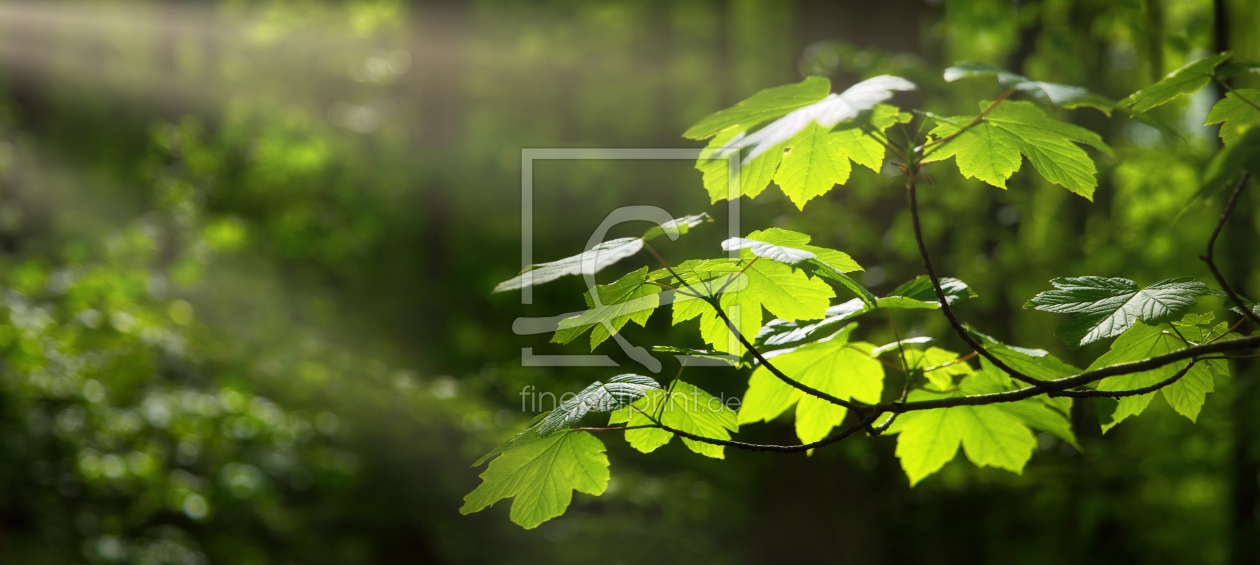 Bild-Nr.: 12704657 Grüne Blätter mit Waldhintergrund erstellt von Smileus