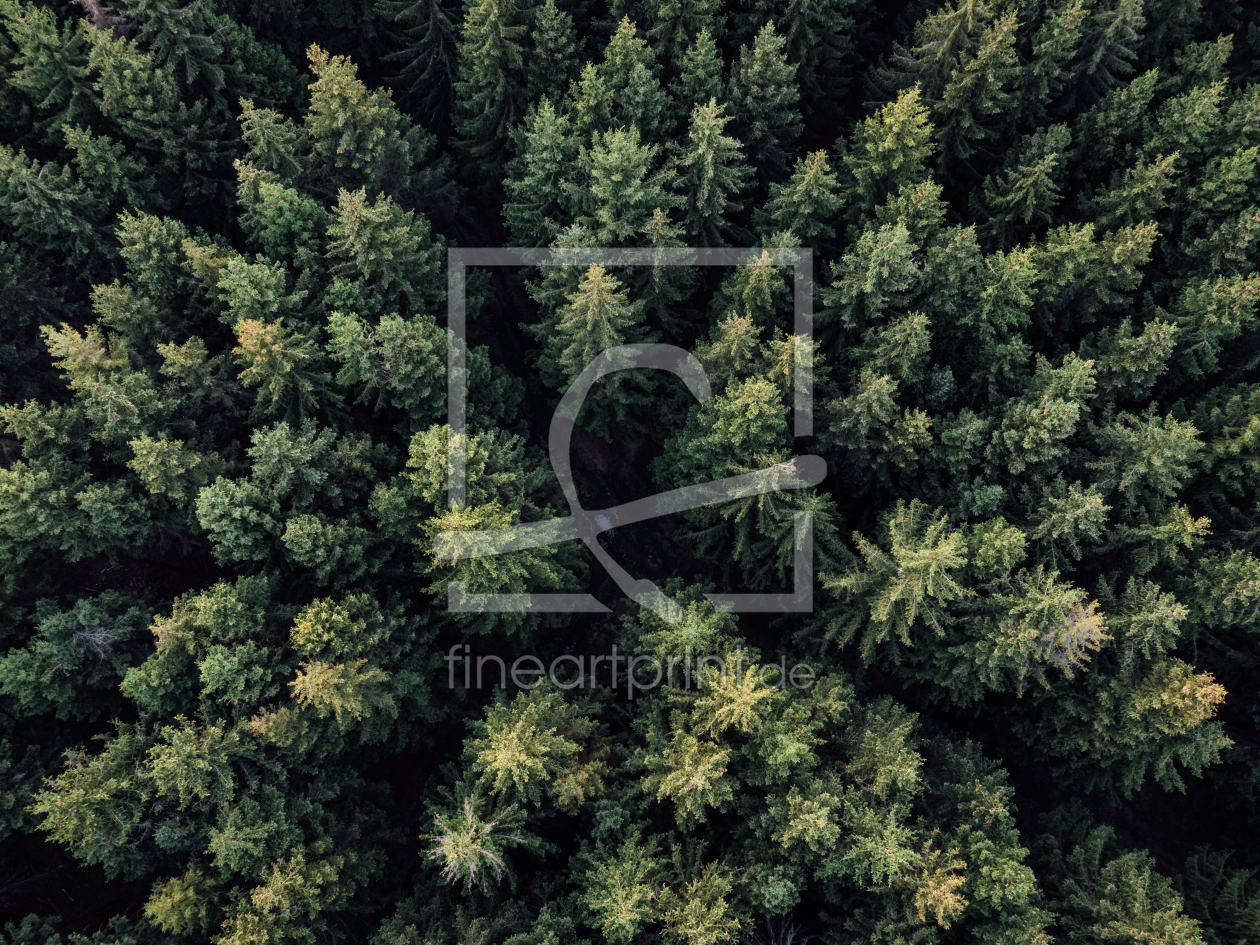 Bild-Nr.: 12704951 Nadelwald Luftaufnahme mit grünen Baumkronen erstellt von Oliver Henze