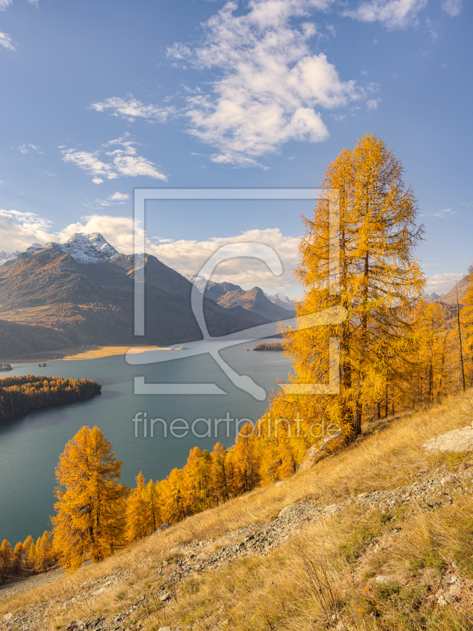 Bild-Nr.: 12708303 Gelbe LÃ¤rchen am Silsersee in der Schweiz erstellt von Michael Valjak