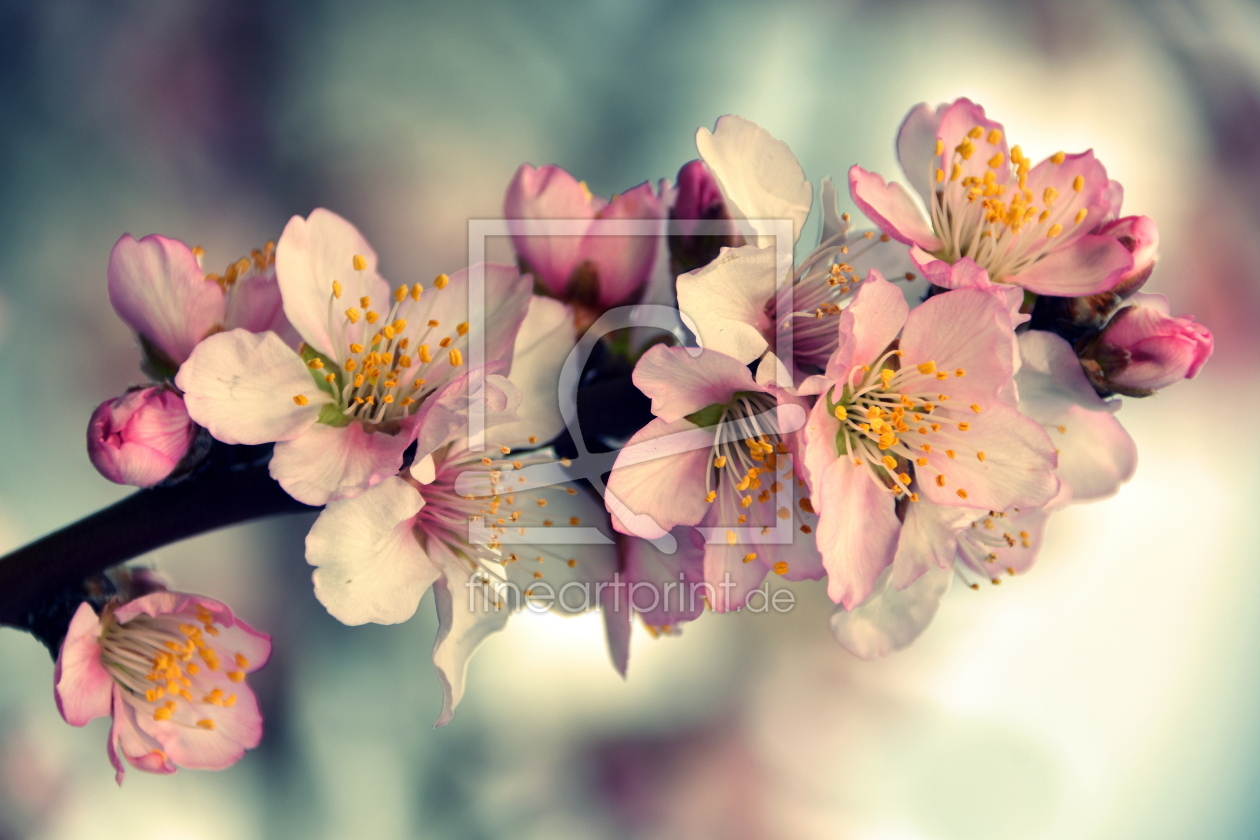 Bild-Nr.: 12710768 Mandelblüten erstellt von GUGIGEI