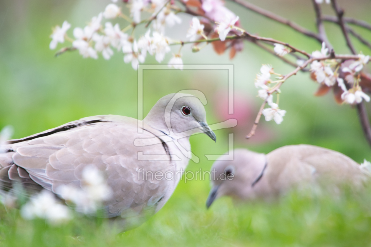 Bild-Nr.: 12716830 Turteltauben im Frühjahr erstellt von Tanja Riedel