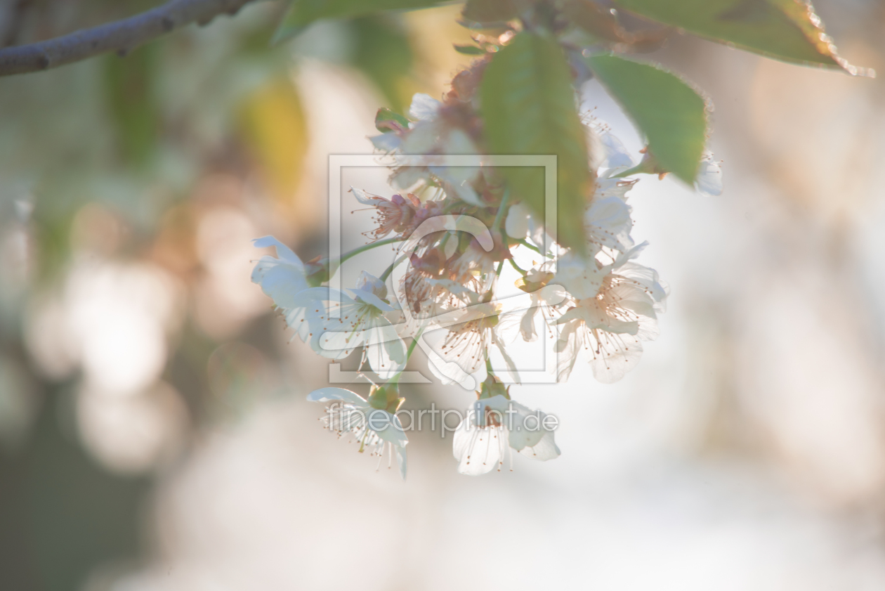 Bild-Nr.: 12721676 Kirschblüten Träume erstellt von Tanja Riedel