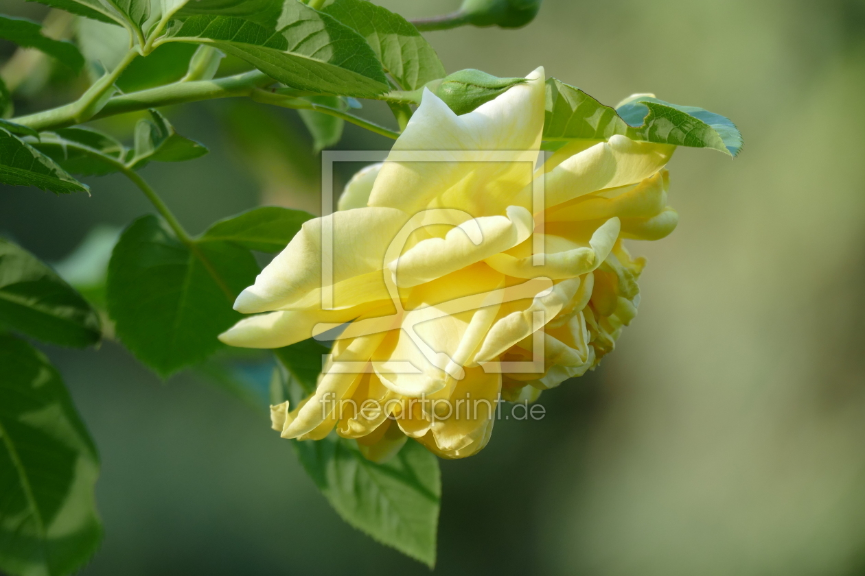 Bild-Nr.: 12725172 Rose im Licht erstellt von PhotoMah