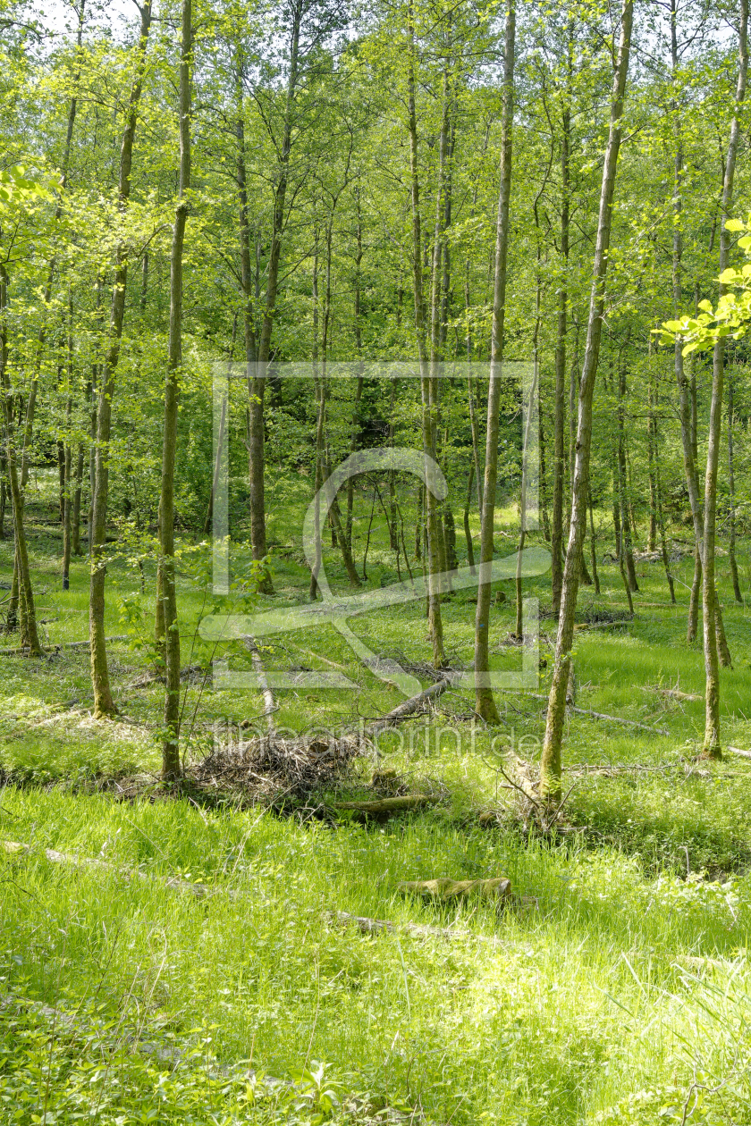 Bild-Nr.: 12725504 Naturwald erstellt von XYRIUS