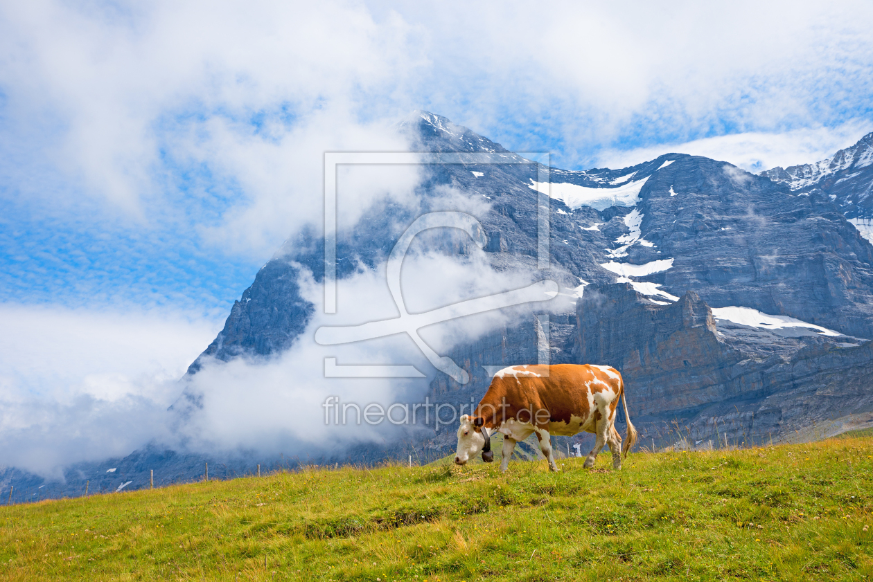 Bild-Nr.: 12726843 Kuh vor der Eiger Nordwand erstellt von SusaZoom