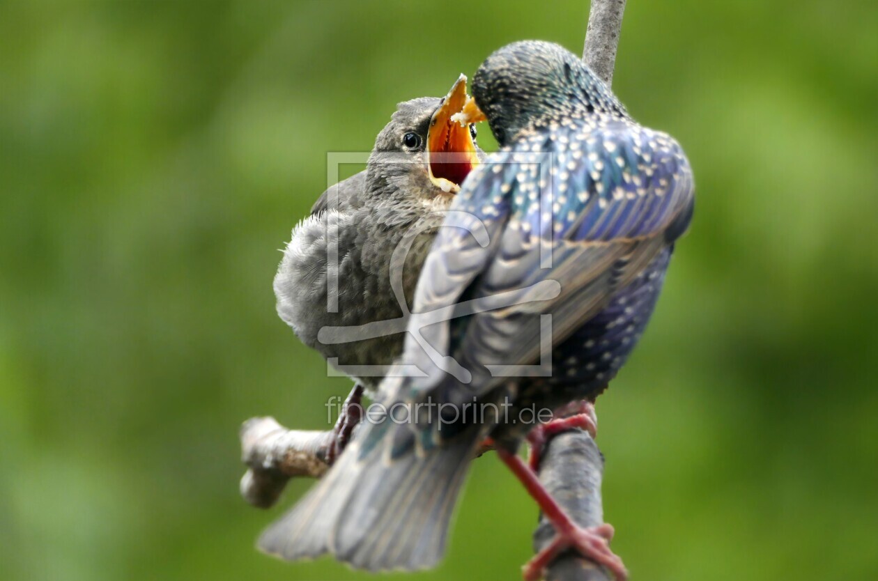 Bild-Nr.: 12727157 Spatz Kücken wird gefüttert erstellt von Ina  Penning