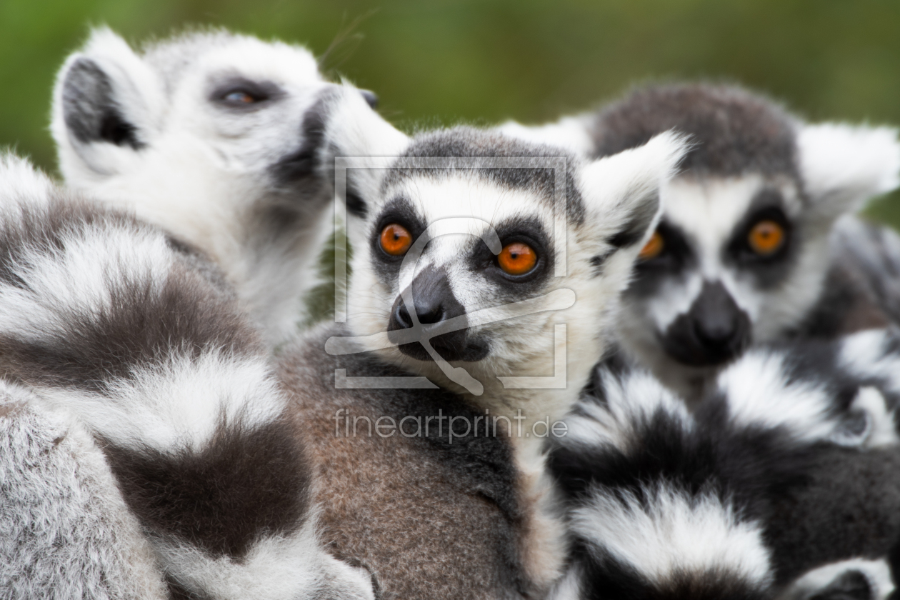 Bild-Nr.: 12730049 Drei Lemuren als tierische Gruppe erstellt von Tanja Riedel