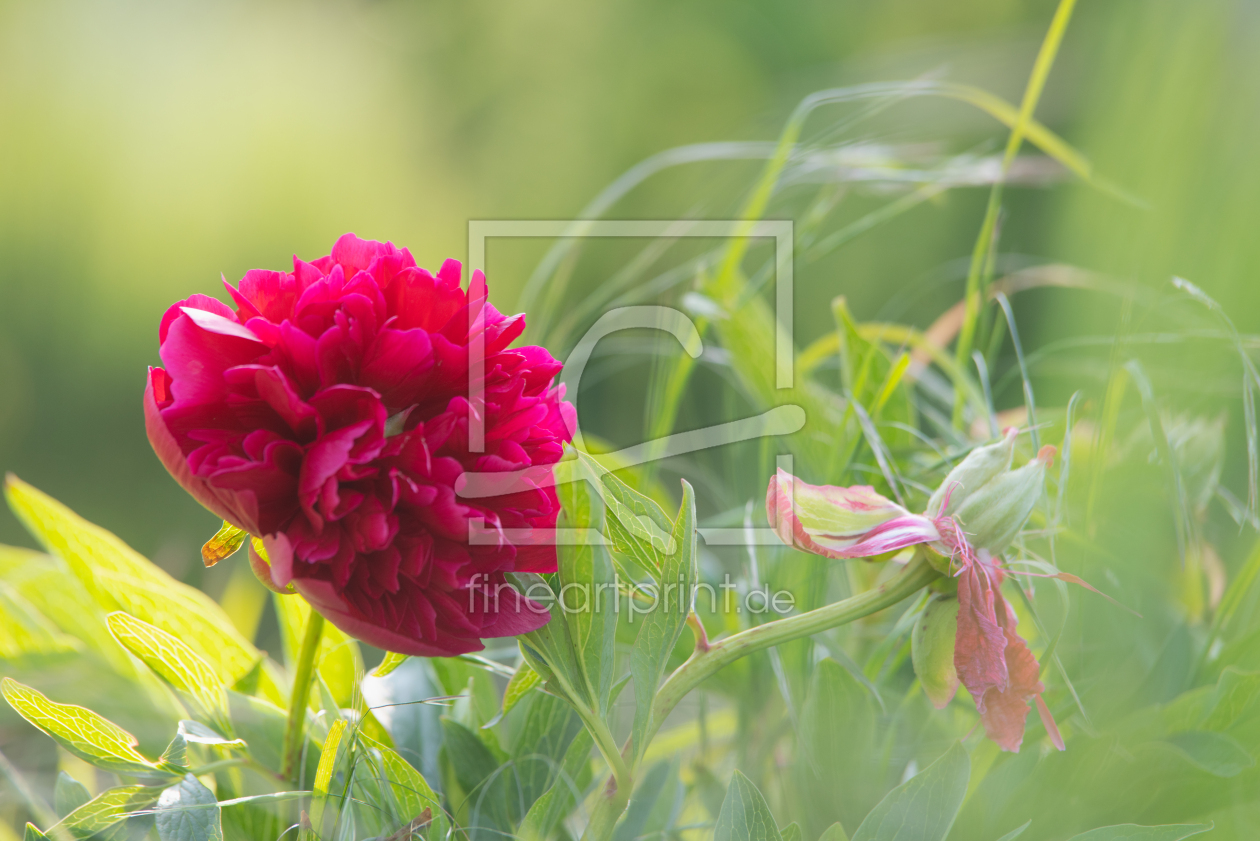 Bild-Nr.: 12730281 Rosa Pfingstrose in Gräser gehüllt erstellt von Tanja Riedel