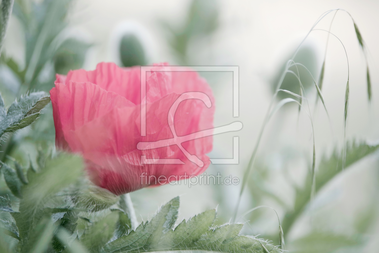 Bild-Nr.: 12730283 Rosa großer Mohn mit Gräsern erstellt von Tanja Riedel