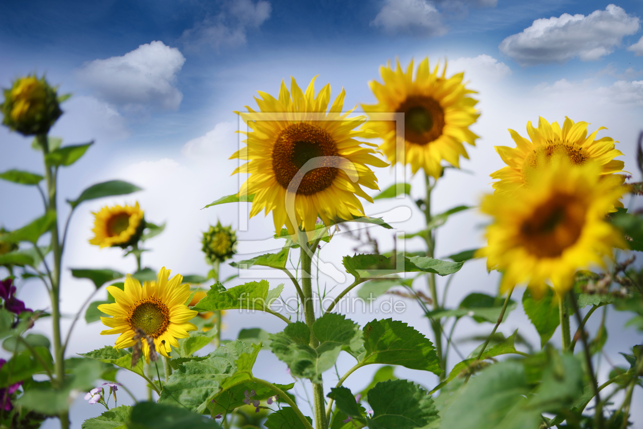 Bild-Nr.: 12745438 Sonnenblumen Glück erstellt von Tanja Riedel