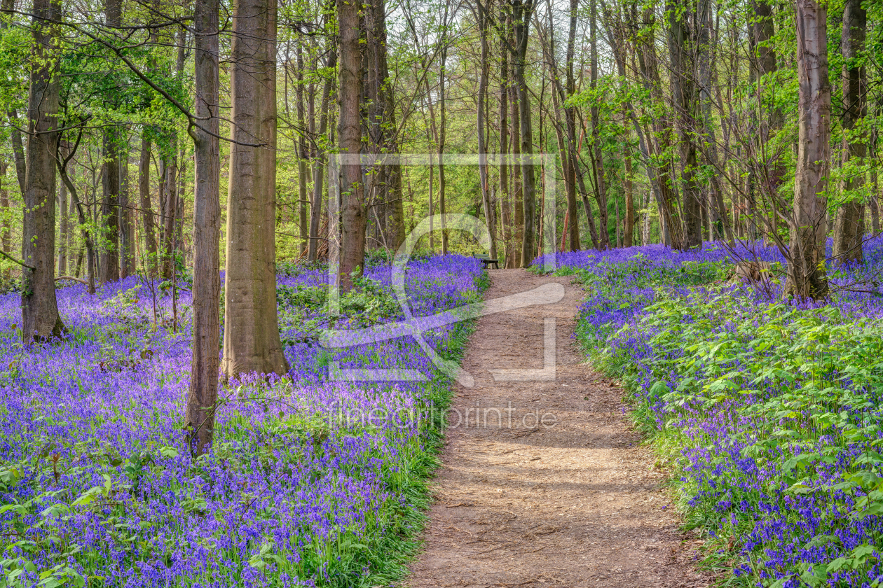 Bild-Nr.: 12753958 Weg durch den blauen Wald erstellt von Michael Valjak