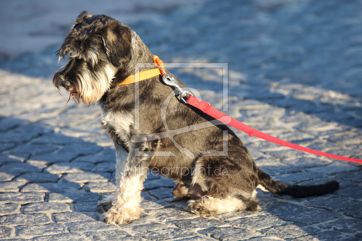 Bild-Nr.: 12755369 Portrait eines Zwergschnautzers  erstellt von Bernd-Bölsdorf
