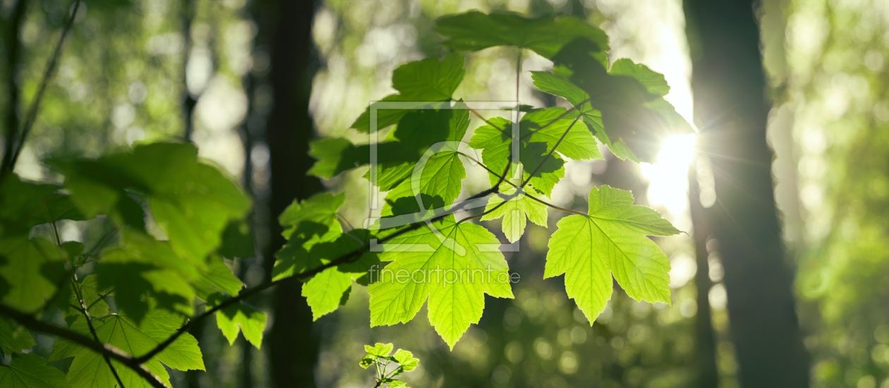 Bild-Nr.: 12756889 Von hinten beleuchtete grüne Blätter im Wald erstellt von Smileus