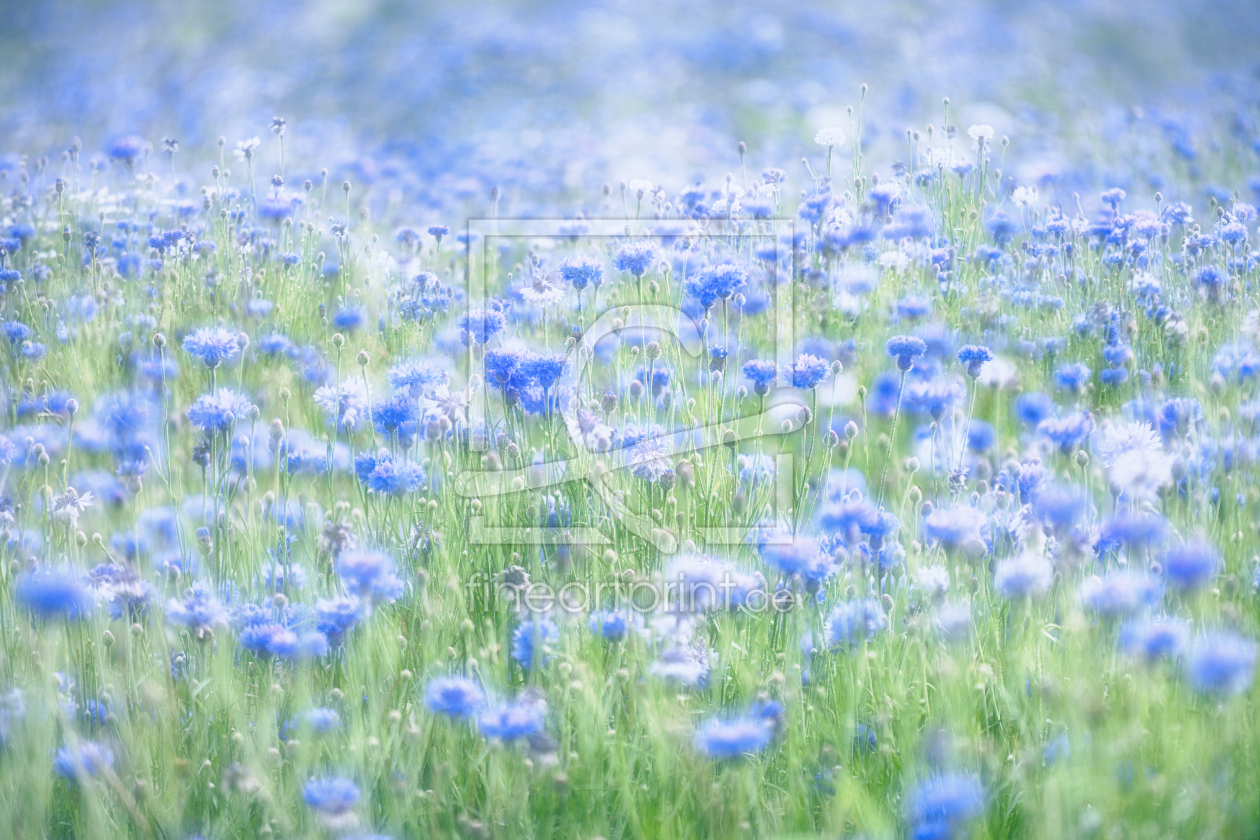 Bild-Nr.: 12768727 Kornblumen abstrakt erstellt von Aixpress