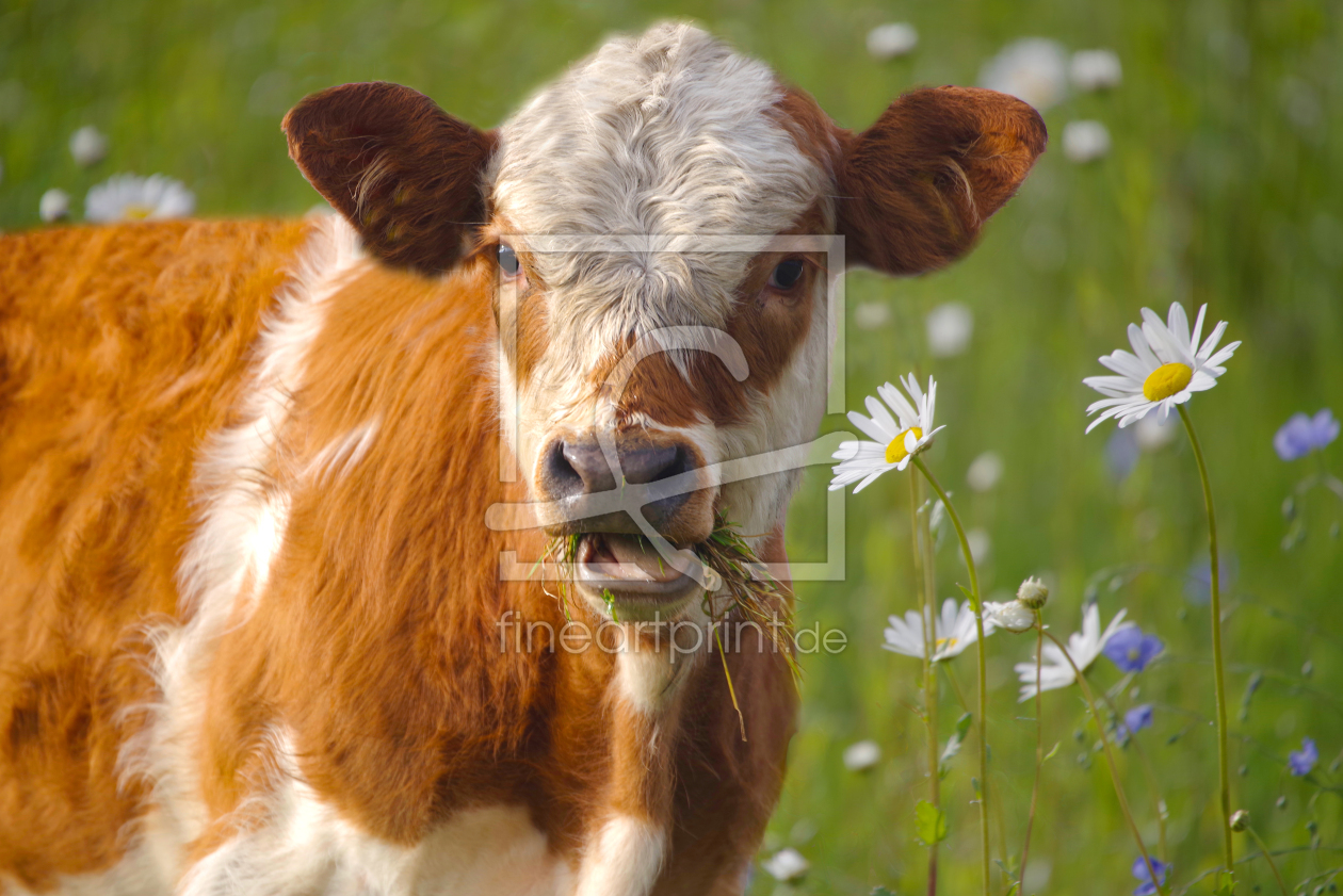Bild-Nr.: 12769246 Junge Kuh auf einer Blumenwiese erstellt von Tanja Riedel