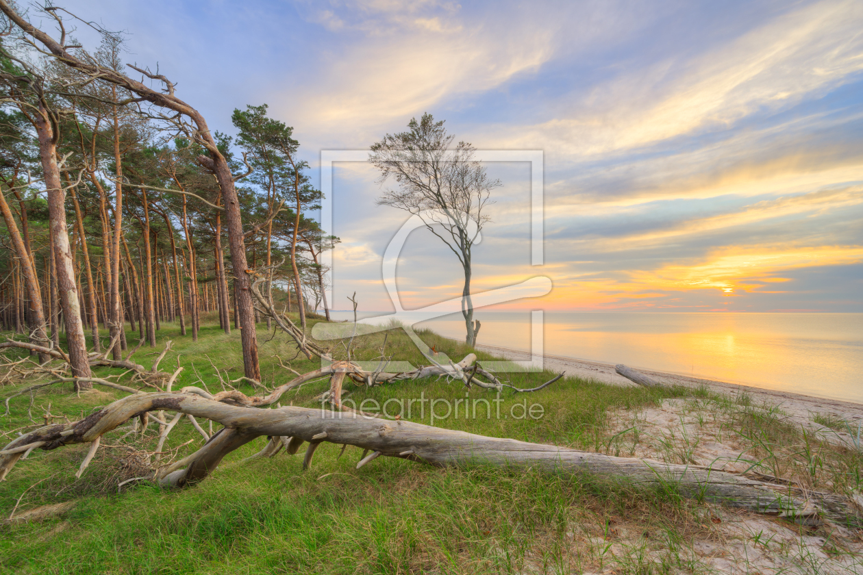 Bild-Nr.: 12776808 Abends im Darßwald erstellt von Michael Valjak