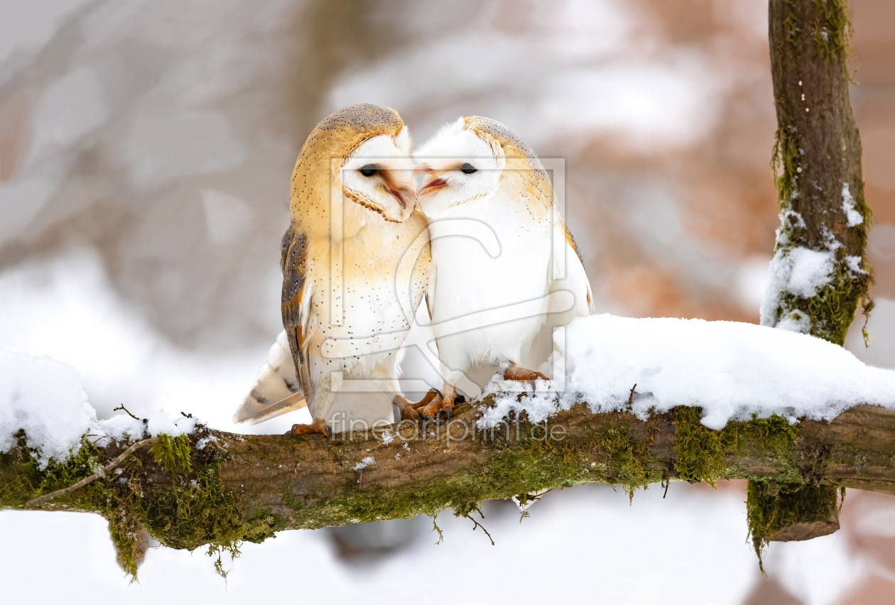 Bild-Nr.: 12804087 Honeymooner erstellt von Safarifotografie