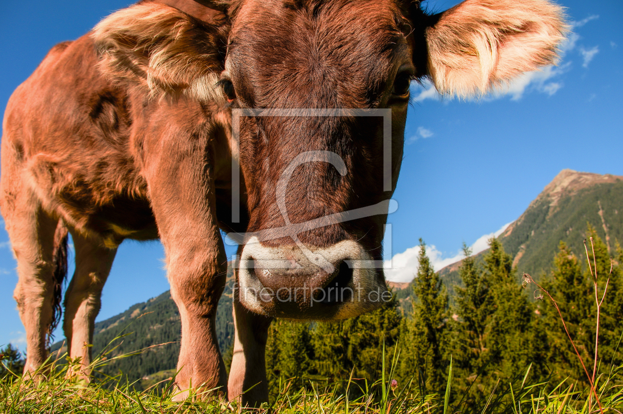 Bild-Nr.: 12804939 Allgäuer Kuh ganz Nah erstellt von Tanja Riedel