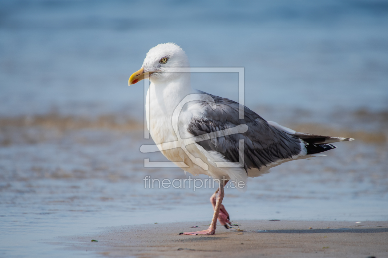 Bild-Nr.: 12806377 Strand Läufer Silbermoewe erstellt von Tanja Riedel