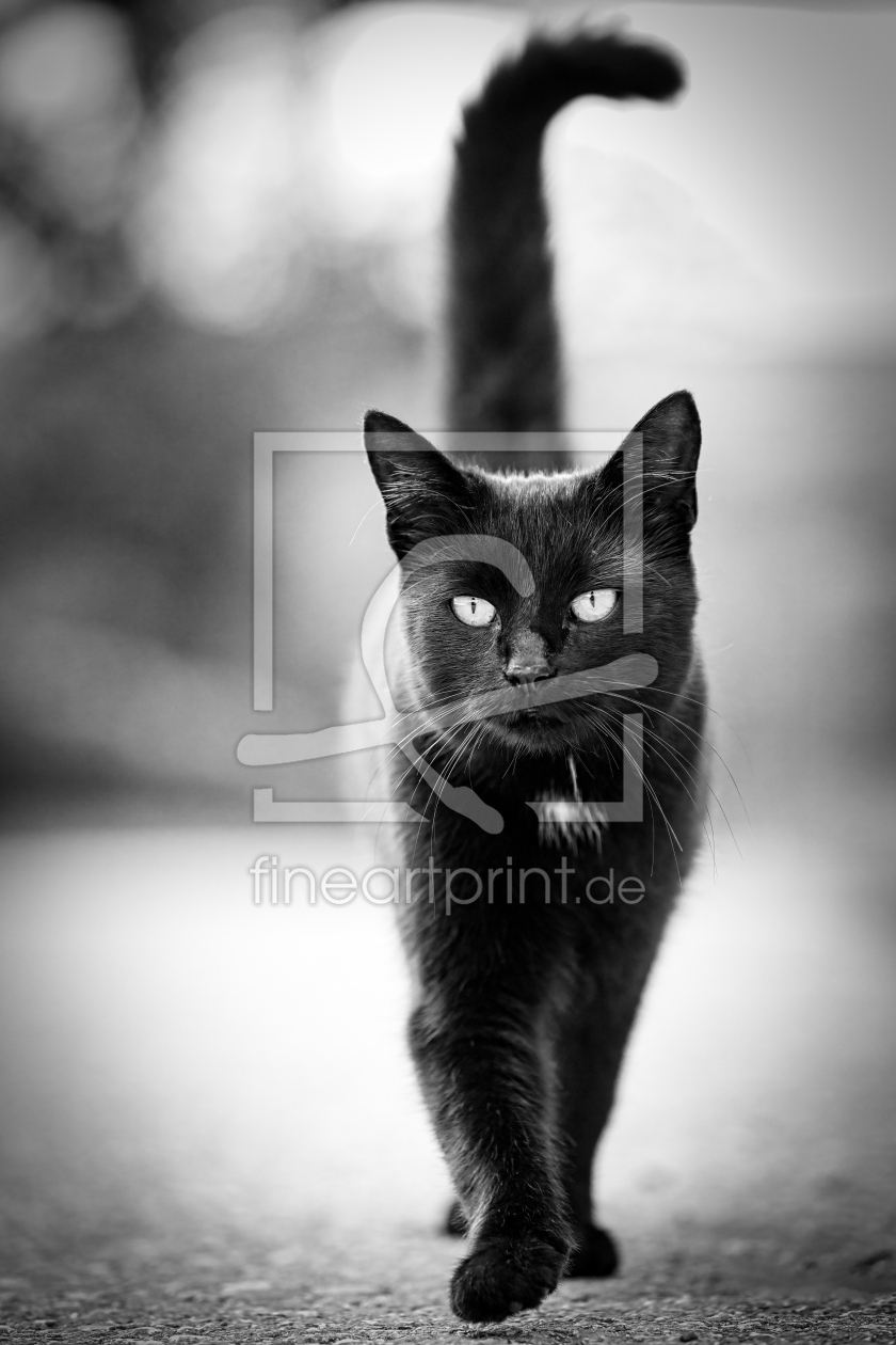 Bild-Nr.: 12812651 Schwarze Katze erstellt von photoplace