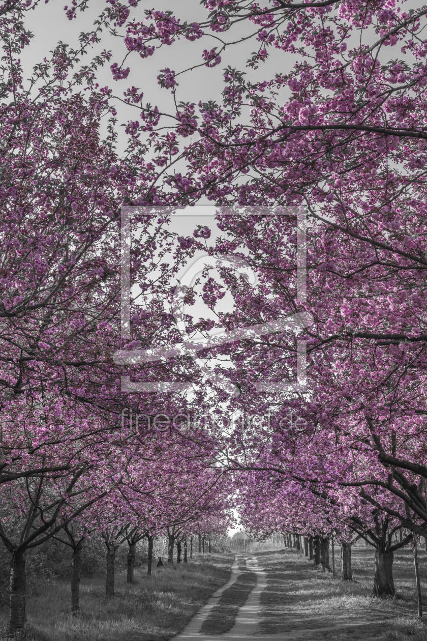Bild-Nr.: 12814394 Wunderschöne Kirschblütenallee in pink erstellt von Melanie Viola