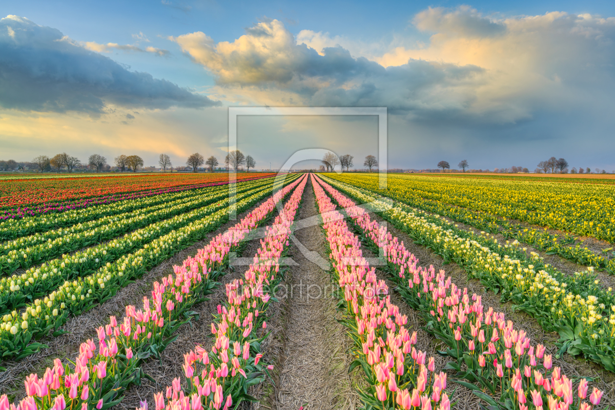 Bild-Nr.: 12816184 Tulpenfeld in der Abendsonne erstellt von Michael Valjak