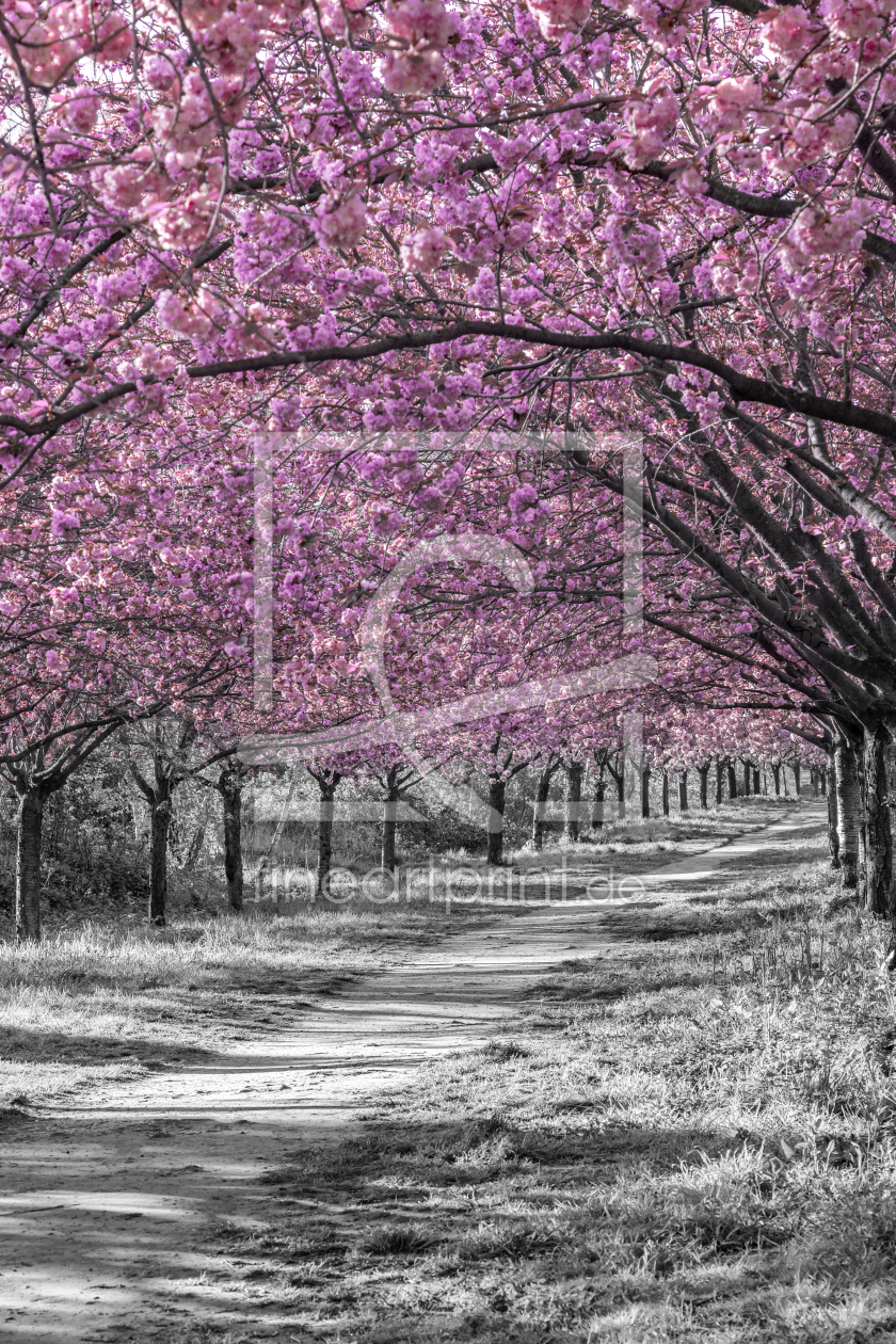 Bild-Nr.: 12817195 Fantastische Kirschblütenallee erstellt von Melanie Viola