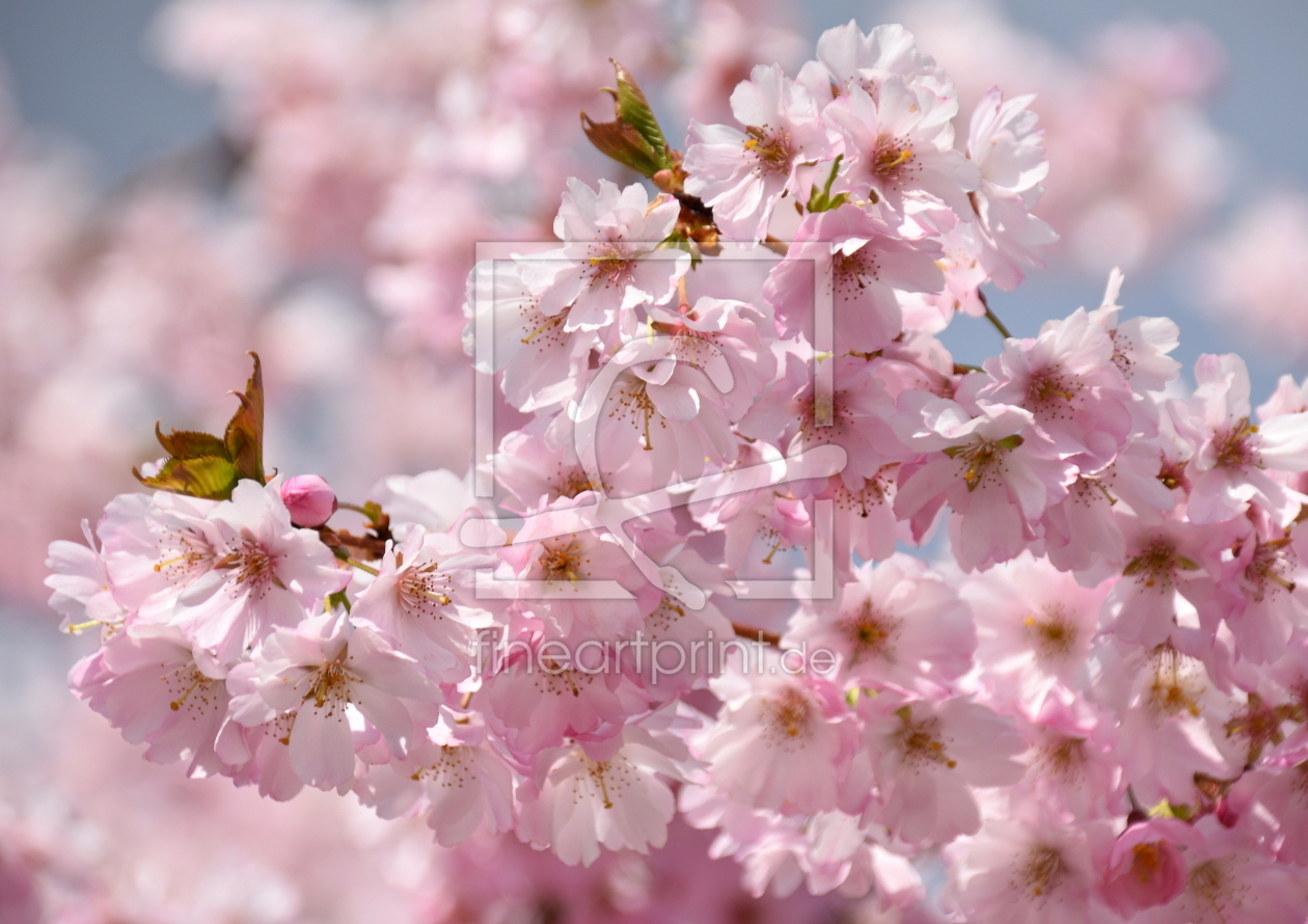 Bild-Nr.: 12817857 Blütenreich erstellt von GUGIGEI
