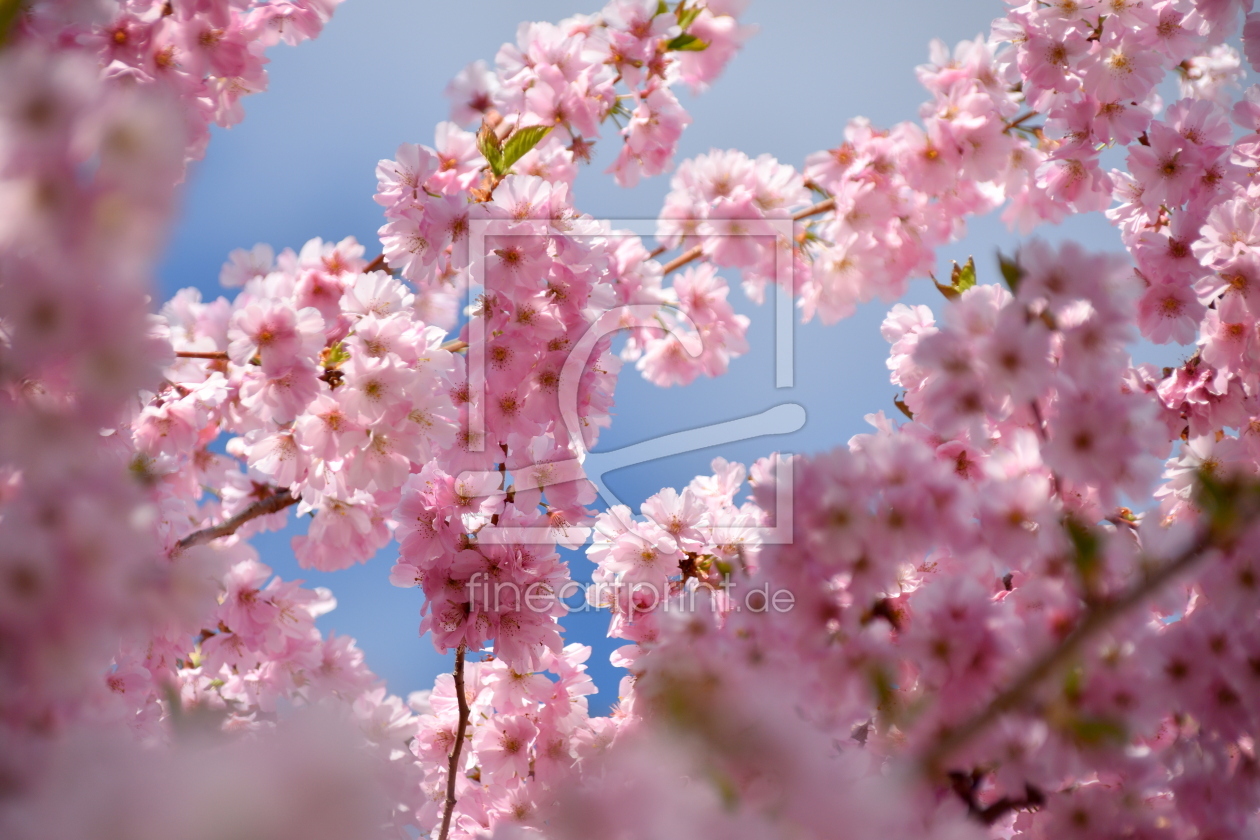 Bild-Nr.: 12817858 Frühlingsblüten erstellt von GUGIGEI