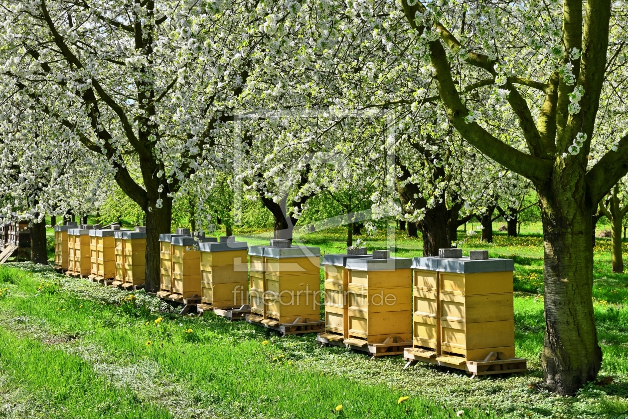 Bild-Nr.: 12817953 Bees in Paradise - Bienen im Paradies erstellt von johafoto