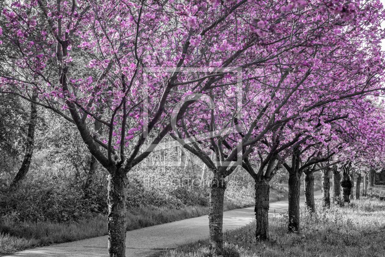 Bild-Nr.: 12818462 Zauberhafter Kirschblütenpfad erstellt von Melanie Viola