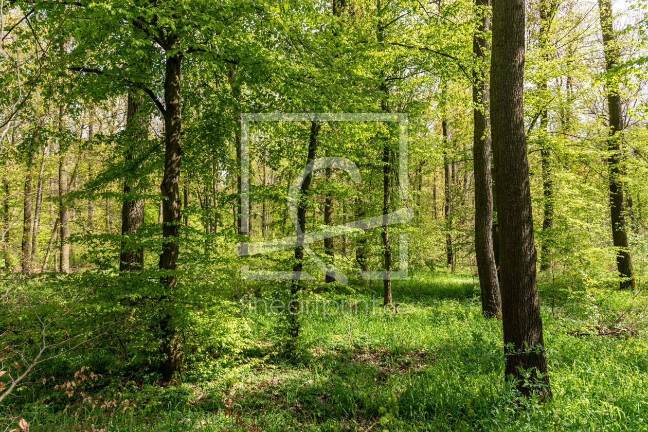 Bild-Nr.: 12819277 Frühling im Wald erstellt von Steffen Gierok