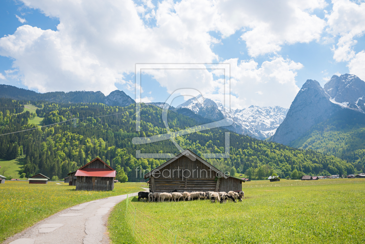 Bild-Nr.: 12820926 Frühlingslandschaft Oberbayern mit Schafherde erstellt von SusaZoom