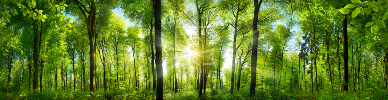 Bild-Nr.: 12821485 Extra breites Waldpanorama mit Sonnenstrahlen erstellt von Smileus