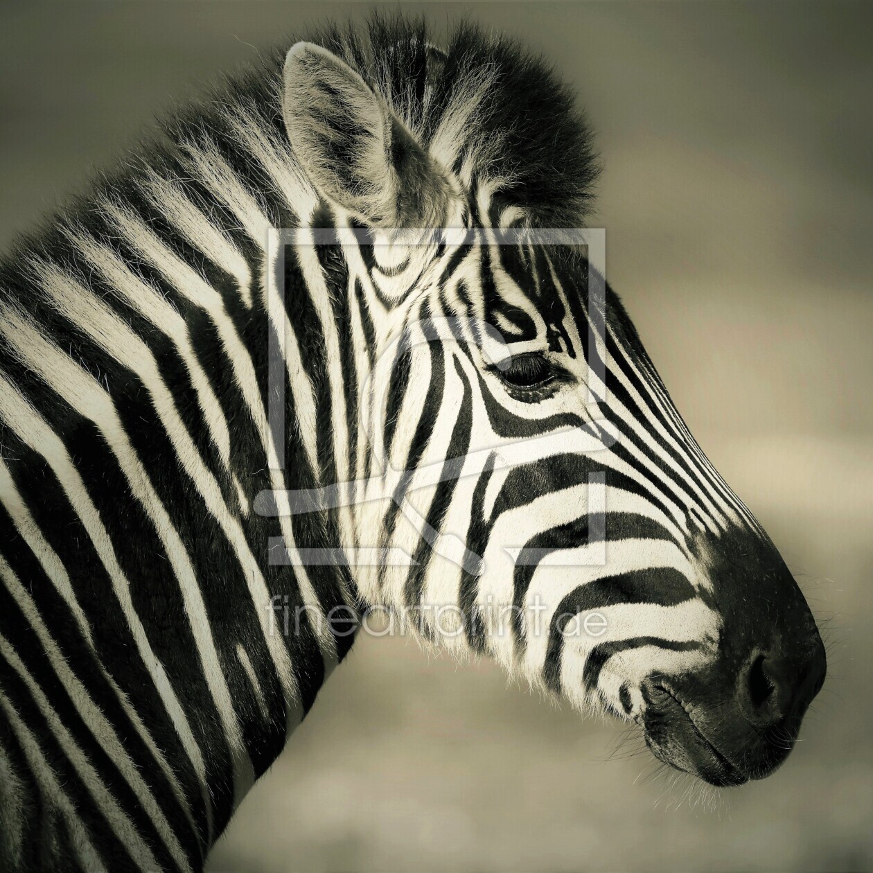Bild-Nr.: 12828985 Zebrastreifen monochrome erstellt von Schwob