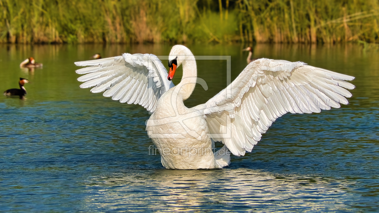 Bild-Nr.: 12829622 Schwan zu goldener Stunde ausgebreitete Flügel erstellt von Oli