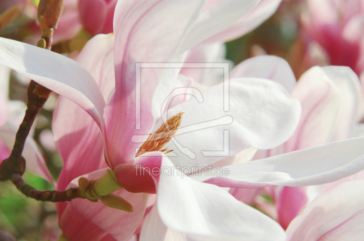 Bild-Nr.: 12835346 Magnolienblüte erstellt von Atteloi