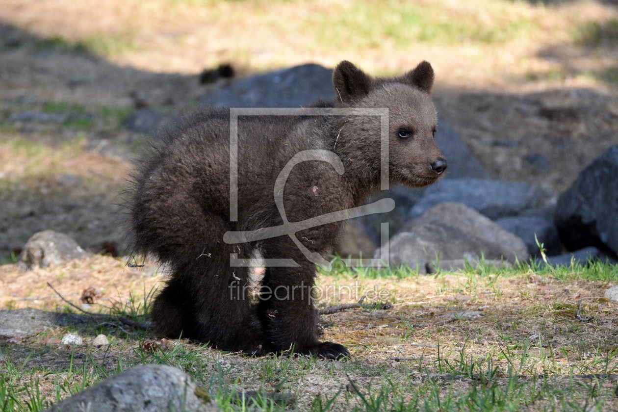 Bild-Nr.: 12835697 Teddy erstellt von GUGIGEI