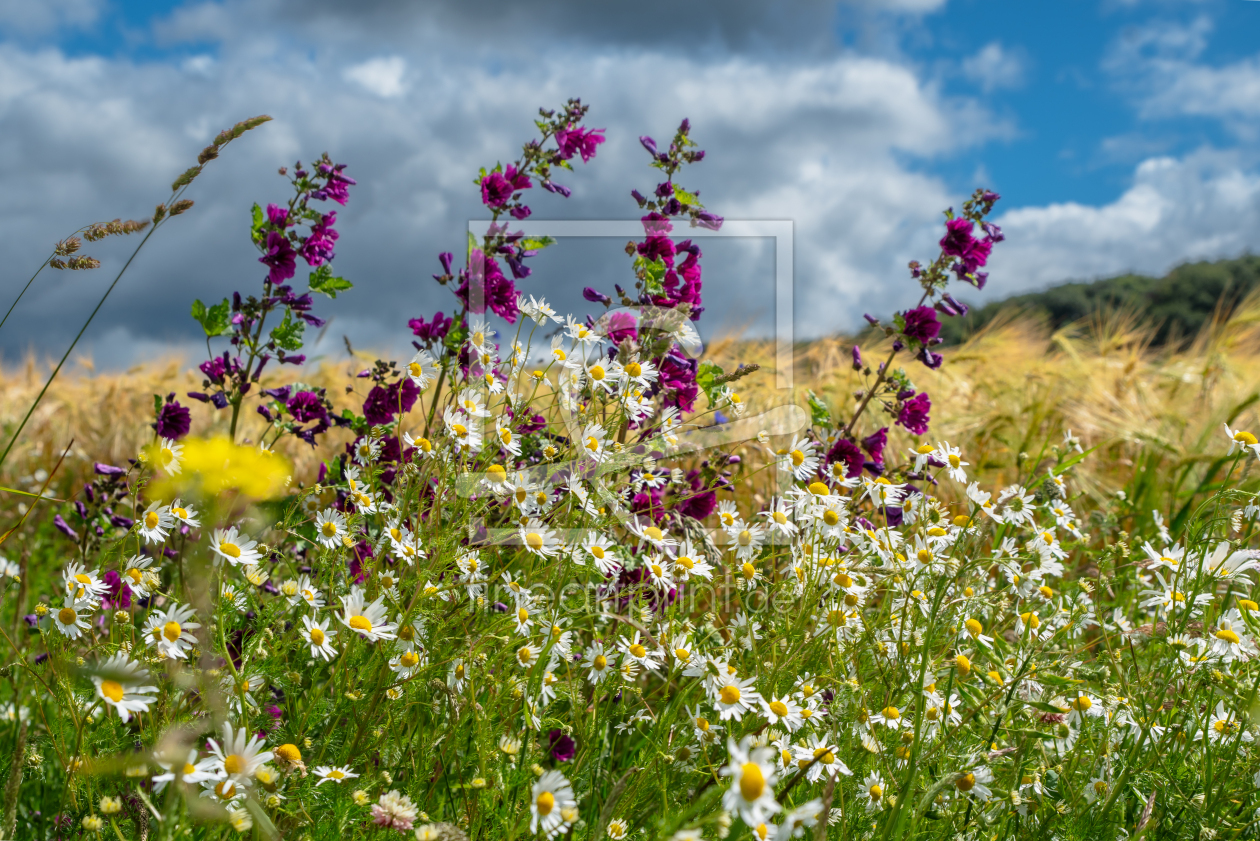 Bild-Nr.: 12835773 Gräser und Wildblumen am Wegesrand erstellt von Tanja Riedel