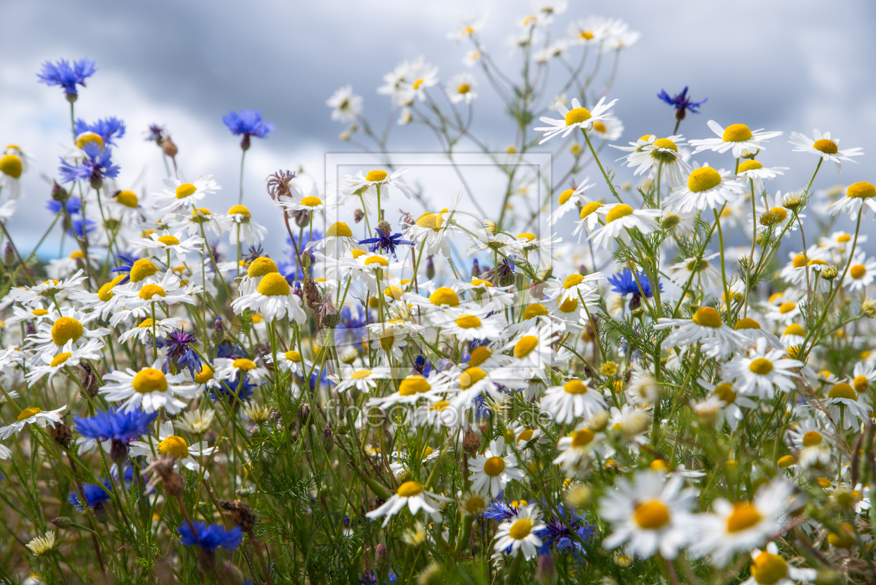 Bild-Nr.: 12835774 Wildblumen im Sommer erstellt von Tanja Riedel