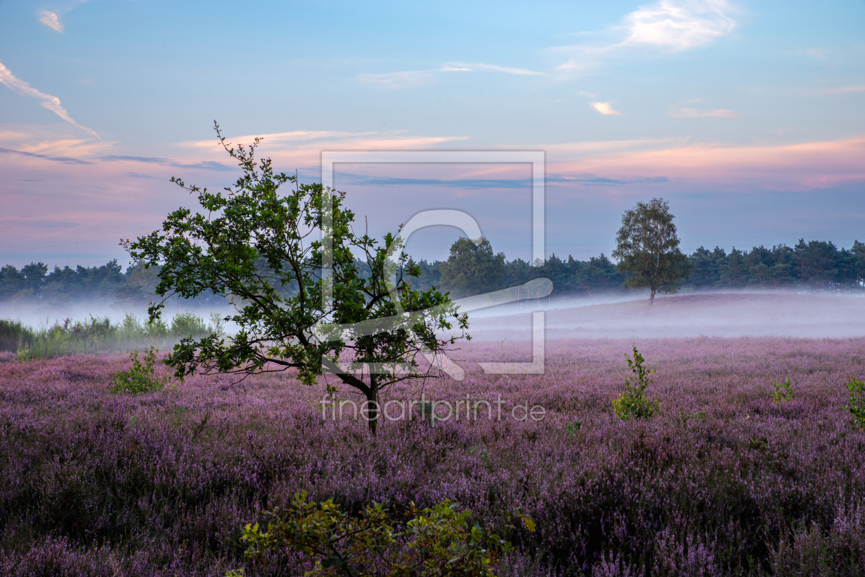 Bild-Nr.: 12839887 Bodennebel zieht über die Heideblüte erstellt von Tanja Riedel