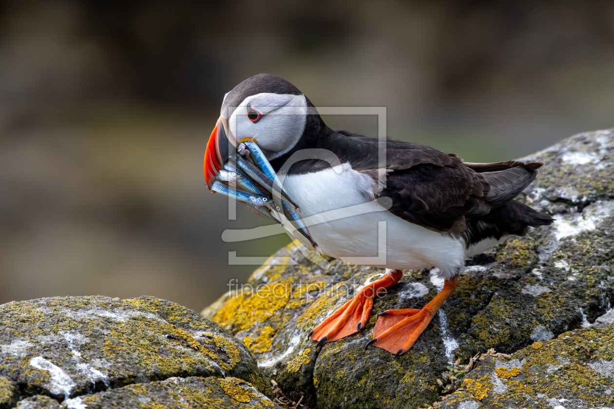 Bild-Nr.: 12844449 Papageientaucher auf der Isle of May in Schottland erstellt von grafxart