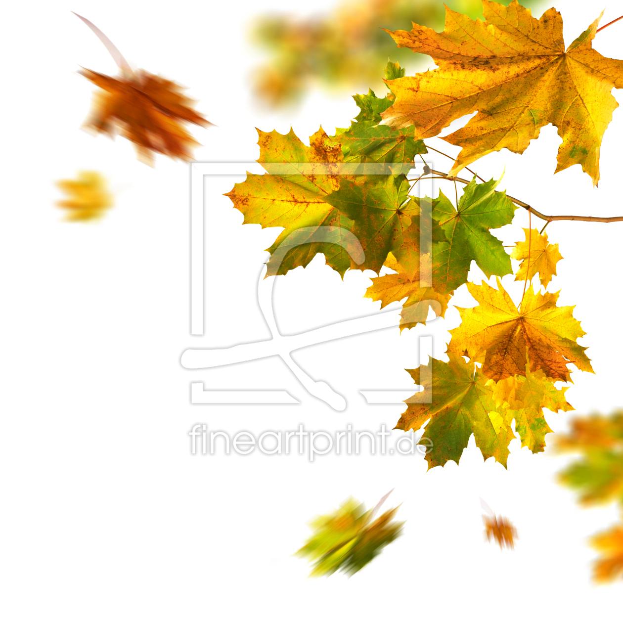 Bild-Nr.: 12844544 Wunderschöne Herbstblätter auf weißem Hintergrund erstellt von Smileus