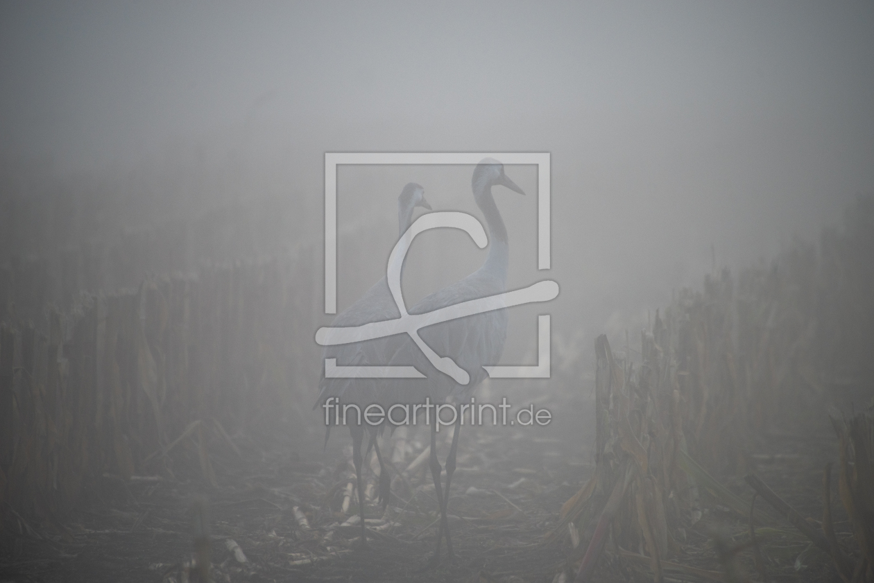 Bild-Nr.: 12848767 Nebeltage im Herbst erstellt von Tanja Riedel